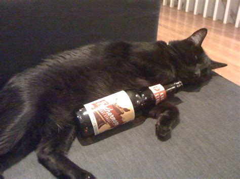Pictures Of Cats Drinking Beer 14 Photos The Drink Nation