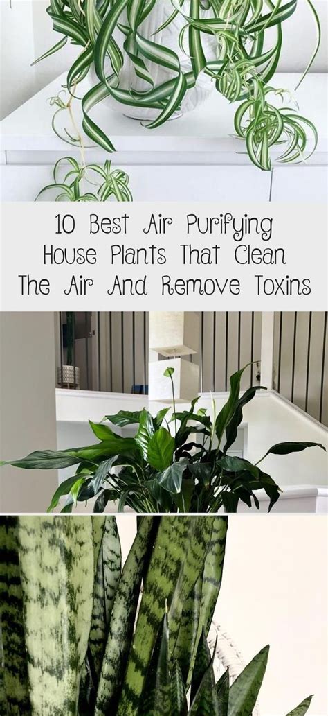 10 Best Air Purifying House Plants That Clean The Air And Remove Toxins