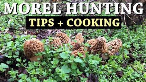 Picking And Cooking Morel Mushrooms How To Find Morels