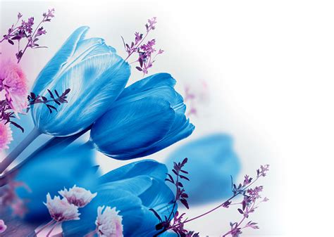 Photos Tulips Light Blue Flowers Branches Closeup White Background