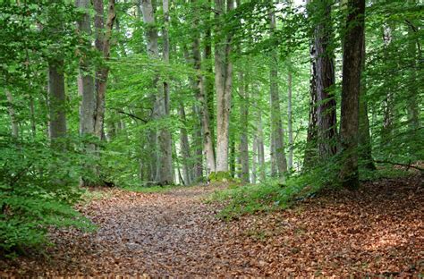 รูปภาพ ต้นไม้ ความเป็นป่า การธุดงค์ ฤดูใบไม้ผลิ สีเขียว วันหยุด