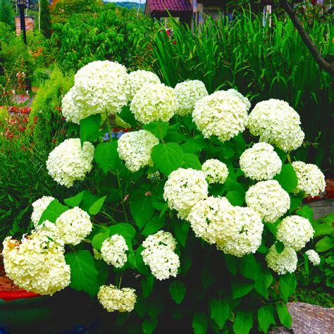 We did not find results for: Hydrangea Arborescens 'Annabelle' in 2L Pot, Stunning Large Flower Heads | eBay