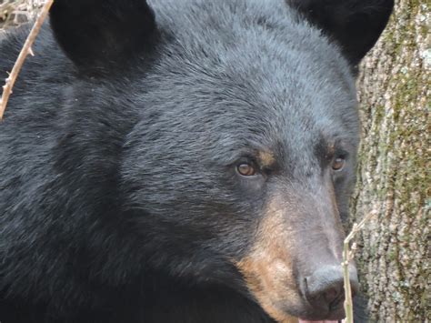Black Bears Branching Out In Litchfield County﻿ Steep Rock Association