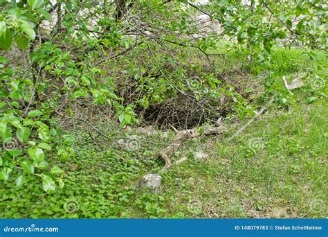 An Old Cave In The Woods On The Ground Stock Image Image Of Entrance