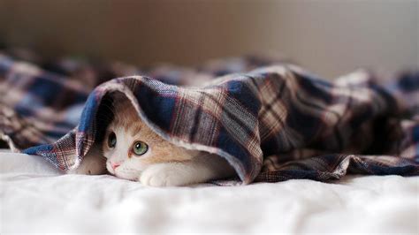 Cute White Cat Kitten Is Lying Down On Bed Inside Cloth Hd Cute Cat