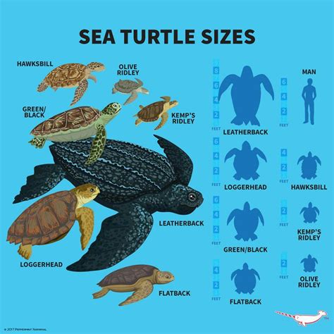 Size Tortoise Age Chart