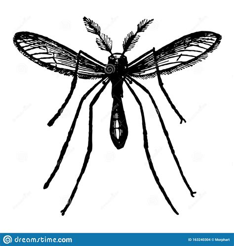 The Gnat Vintage Illustration Stock Vector Illustration Of Culicidae