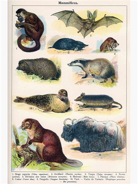 Vintage French Biology Illustration Quillet Mammifères Poster By