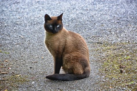Cat Siamese Domestic Animal Free Photo On Pixabay Pixabay
