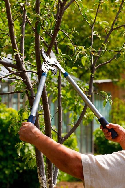 Why Tree Pruning Is Vital For Tree Maintenance Advanced Tree And Shrub