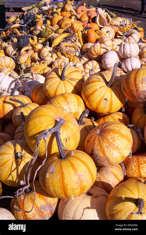 Farm Market Pumpkins Harvest Stock Photo Alamy