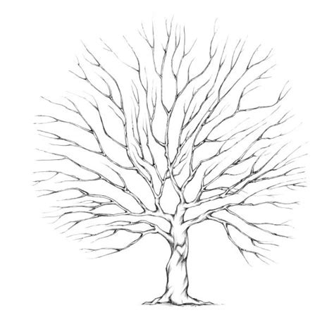 Best Tree No Leaves Illustrations Royalty Free Vector Graphics And Clip