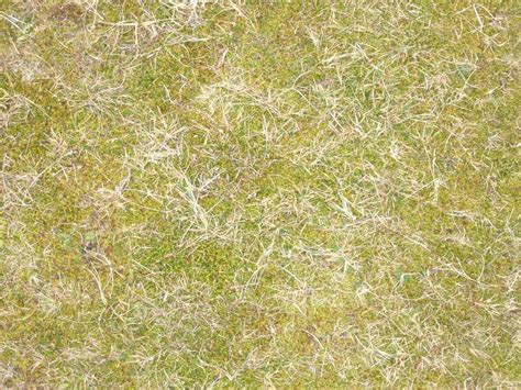 Free Photo Yellow Grass Texture Dead Grass Nature