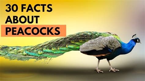 30 Facts About Peacocks Amazing Facts About Peacocks Youtube