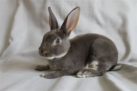 5 Reasons Why Pet Rabbits Have Long Ears