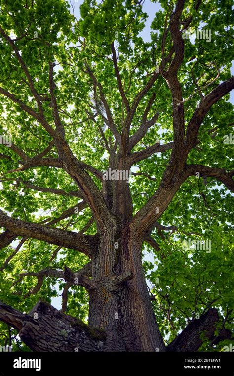 Very Big Oak Tree Seen From Below The Canopy Stock Photo Alamy