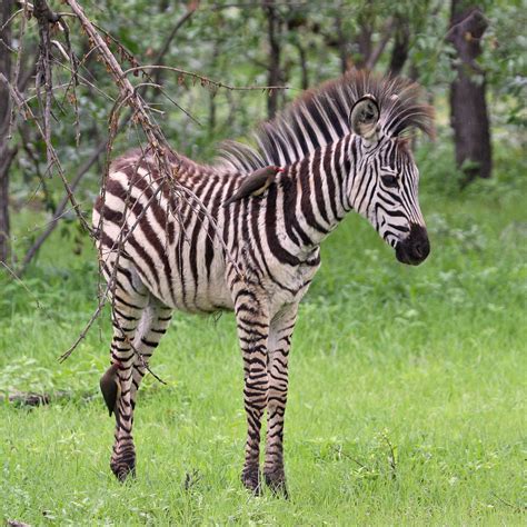 Zebra The Plural Of Hyena Things I Find Fascinating 3