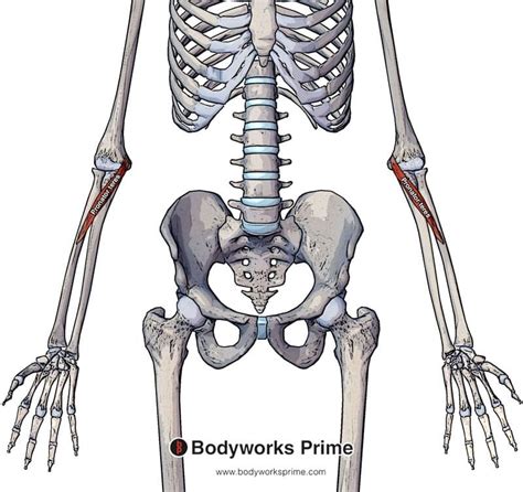 Pronator Teres Muscle Anatomy Bodyworks Prime