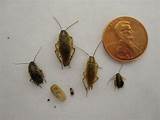 Images of Termite Stages Pictures