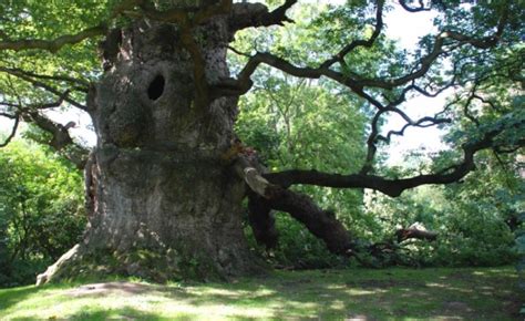 Tree Reasons Why Ancient Oaks Survived The Felling Of