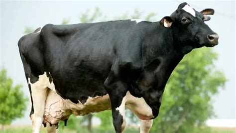 Greatest Milk Yield By A Cow Lifetime Guinness World Records
