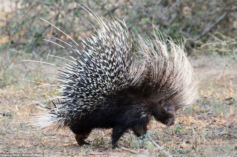 Porcupine Porcupine Quills Kruger National Park Cairn Animal Kingdom