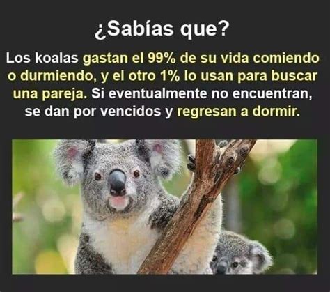 Sabías Que Koala Meme Funny Koala Funny Animals Curious Facts