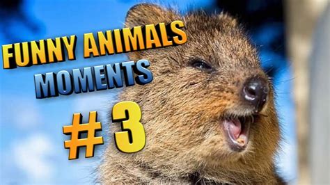 🤣funny 🐧 Animals Moments 3 Cutest Animals Ever 😻 Cats And 🐶 Dogs Youtube