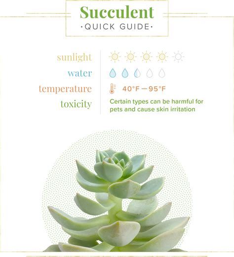 Succulent Care Guide Growing Information Tips Proflowers Blog