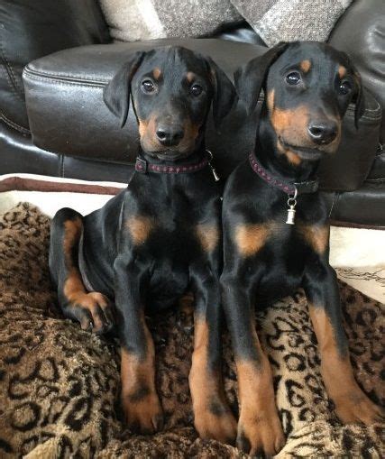 Doberman Pinscher Puppies For Sale Madison Wi 177335