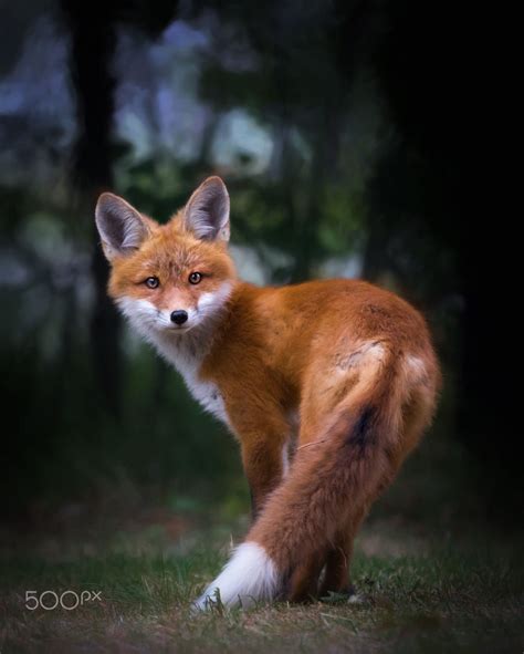 Red Fox By Allan Ogilvie On 500px ♥ Fotos De Raposa