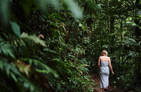 Top 3 Rainforest Walks And Hikes In Queenslands Daintree Rainforest