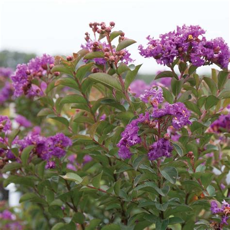 Infinitini Purple Lagerstroemia Spring Meadow Wholesale Liners