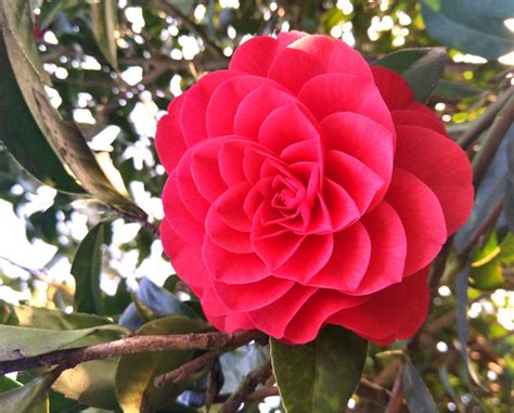 When the camellia blooms is off to a strong start and the premiere bursts with just the right amount of humor and charm. Camellia - pruning & caring for camellias to get ...