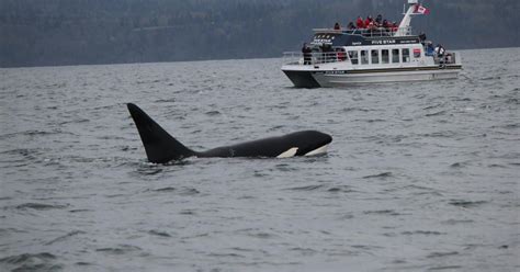 Ab Victoria Bc Whale Watching Tour Getyourguide
