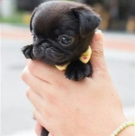 Little Pup Teacup Pug Cute Baby Pugs Pugs For Sale