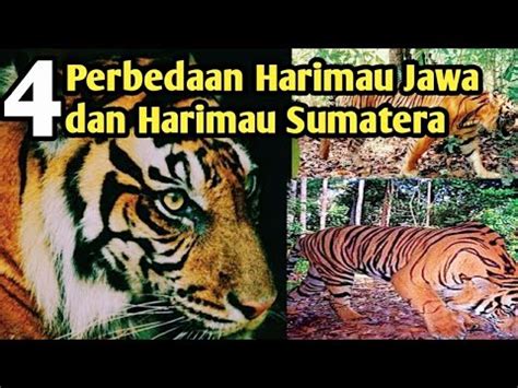 Perbedaan Harimau Jawa Dan Harimau Sumatera YouTube