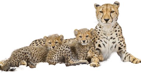 Cheetah Cheetah Png Download Original Size Png Image Pngjoy
