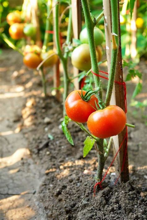 Tuteurs à Tomates Treillis Faits Maison Types Conseils Et Astuces