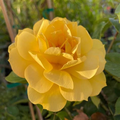 Oregold Yellow Rose Candj Gardening Center