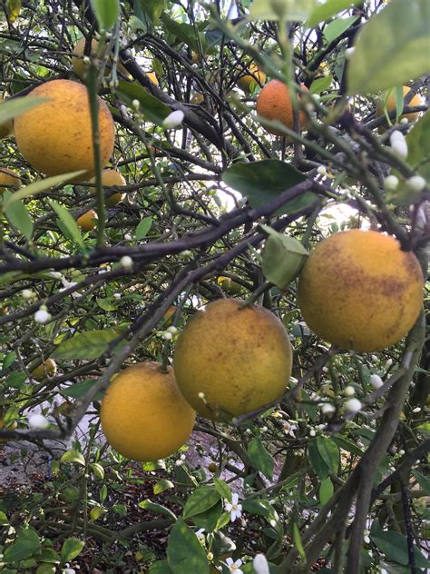 Northwest Scientists Hope To Save The Citrus Industry Knkx