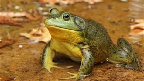 Green frog, july 1 through october 31, 10 (combined species). Catching Frogs - YouTube
