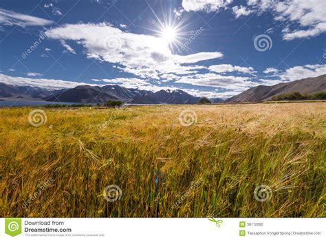 This advanced professional chart gives you an in depth look at leading world indices. Wheat Rice Plantation Field Stock Photo - Image: 38112260