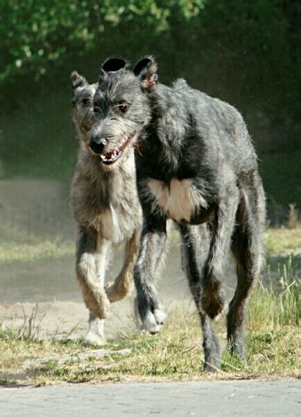 Caccia Grossa Con Lirish Wolfhound Caccia Passione