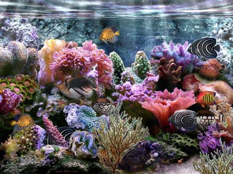 Coralreef Coral Reef Wallpaper Widescreen Hd Wallpaper Background