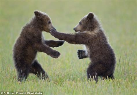 Adorable Brown Bear Cub Uses His Mother As A Scratching Post At Lake
