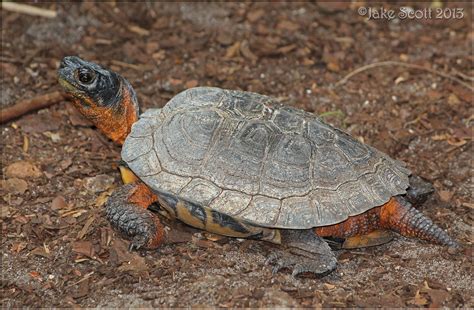 North American Wood Turtle Glyptemys Insculpta North Ame Flickr