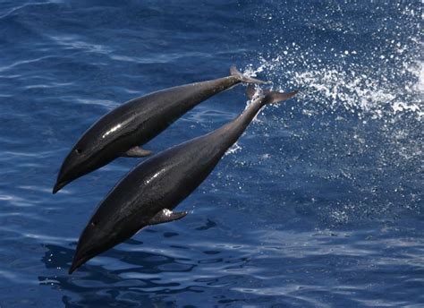 2 Black Dolphins Free Image Peakpx