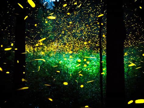 The Dance Of The Fireflies 2 Smithsonian Photo Contest