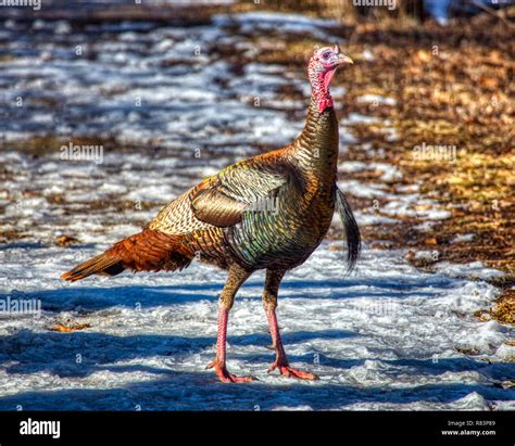 Male Tom Turkey Hi Res Stock Photography And Images Alamy